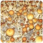 Псилоцибиновые (галлюциногенные)  грибы Psilocybin "Golden Teacher" в Кудрово