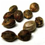 Семена марихуаны АК-47  (Seeds AK-47) в Кудрово